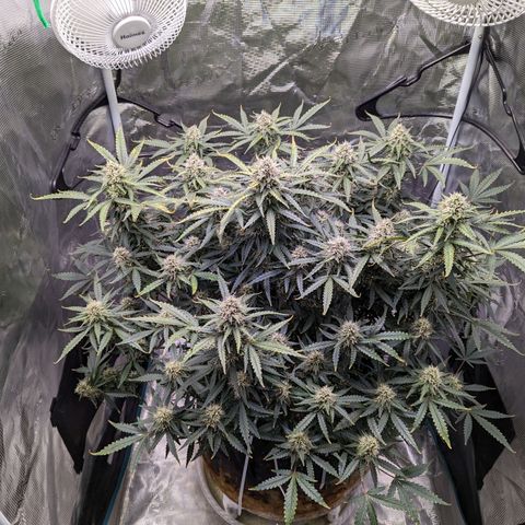 Tastebudz Forbidden Fruitz growlog timeline photo