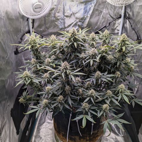 Tastebudz Forbidden Fruitz growlog timeline photo