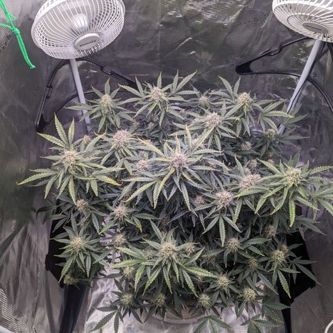 Tastebudz Forbidden Fruitz growlog timeline photo