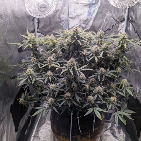 Tastebudz Forbidden Fruitz growlog timeline photo