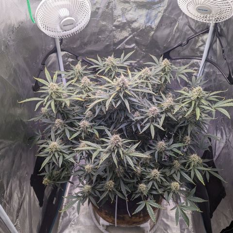 Tastebudz Forbidden Fruitz growlog timeline photo