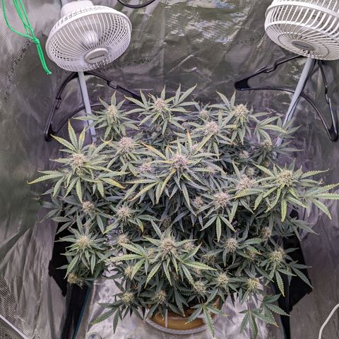 Tastebudz Forbidden Fruitz growlog timeline photo
