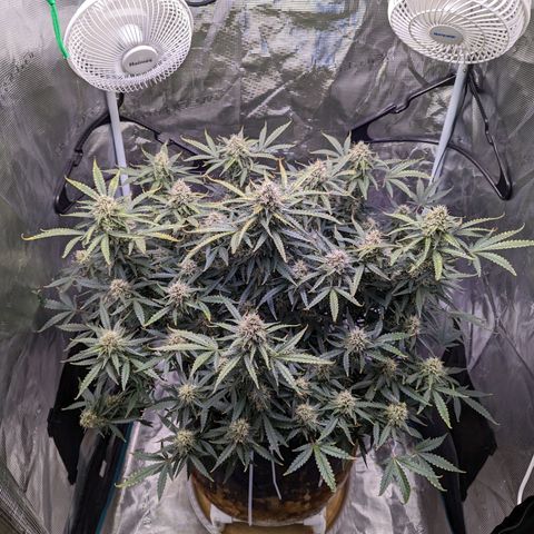 Tastebudz Forbidden Fruitz growlog timeline photo