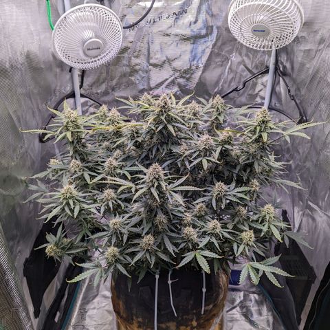Tastebudz Forbidden Fruitz growlog timeline photo