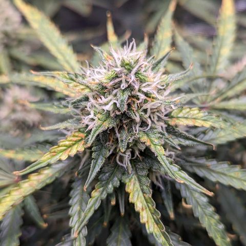 Tastebudz Forbidden Fruitz growlog timeline photo