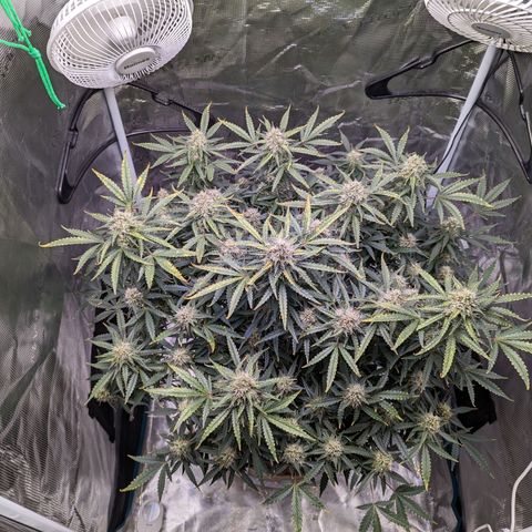 Tastebudz Forbidden Fruitz growlog timeline photo