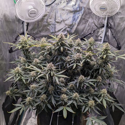 Tastebudz Forbidden Fruitz growlog timeline photo