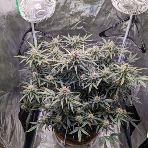 Tastebudz Forbidden Fruitz growlog timeline photo