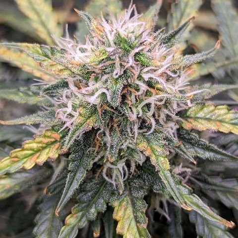 Tastebudz Forbidden Fruitz growlog timeline photo