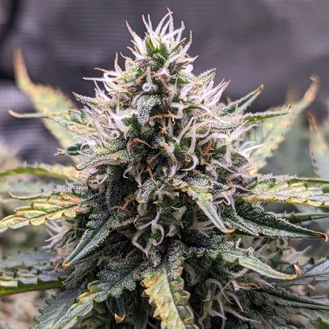 Tastebudz Forbidden Fruitz growlog timeline photo