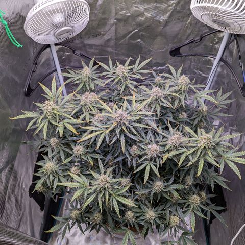 Tastebudz Forbidden Fruitz growlog timeline photo