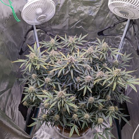 Tastebudz Forbidden Fruitz growlog timeline photo