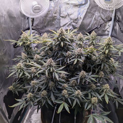 Tastebudz Forbidden Fruitz growlog timeline photo