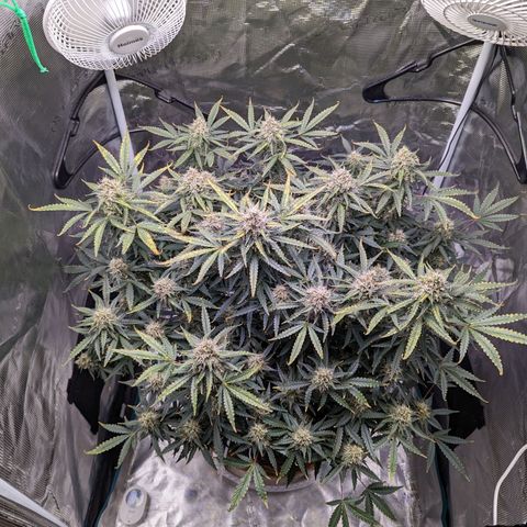 Tastebudz Forbidden Fruitz growlog timeline photo