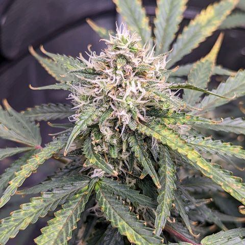 Tastebudz Forbidden Fruitz growlog timeline photo