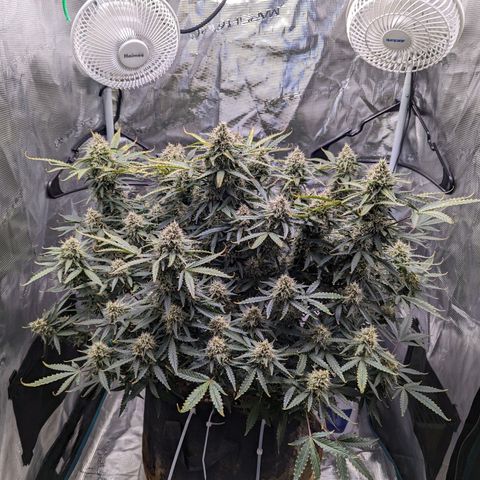 Tastebudz Forbidden Fruitz growlog timeline photo