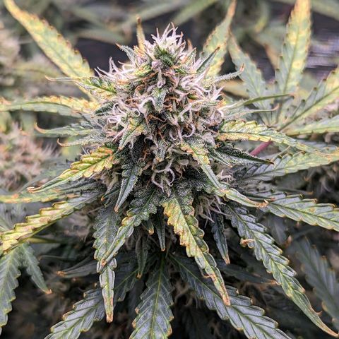 Tastebudz Forbidden Fruitz growlog timeline photo
