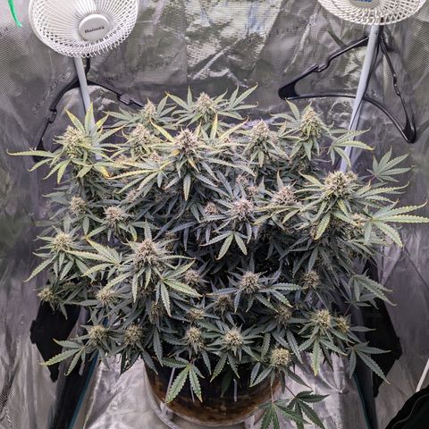 Tastebudz Forbidden Fruitz growlog timeline photo