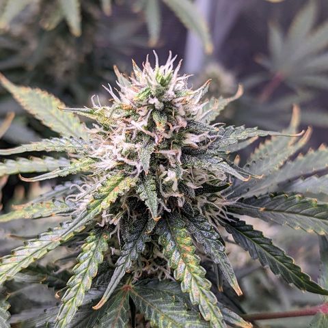Tastebudz Forbidden Fruitz growlog timeline photo