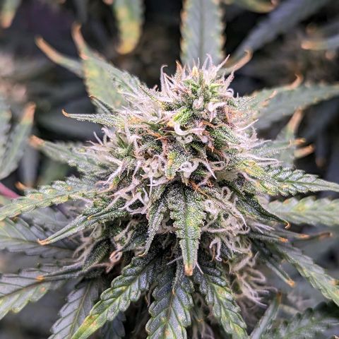 Tastebudz Forbidden Fruitz growlog timeline photo