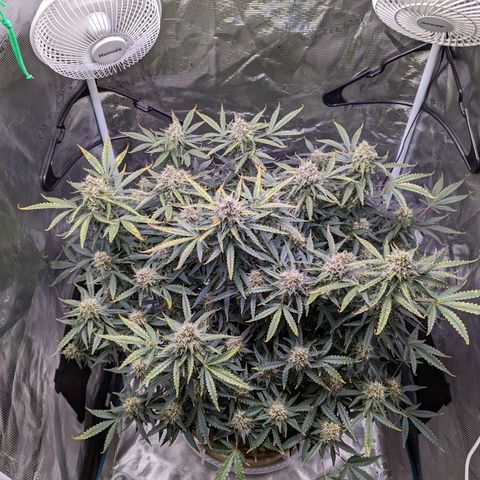 Tastebudz Forbidden Fruitz growlog timeline photo