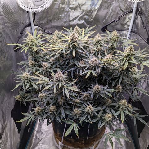 Tastebudz Forbidden Fruitz growlog timeline photo