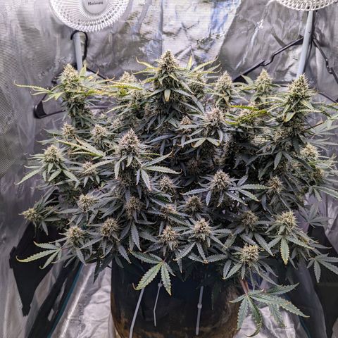 Tastebudz Forbidden Fruitz growlog timeline photo