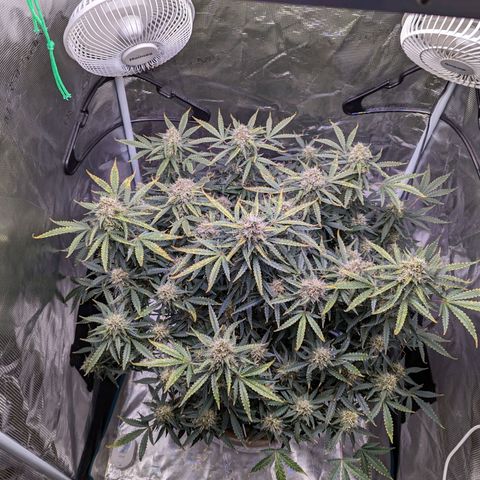 Tastebudz Forbidden Fruitz growlog timeline photo