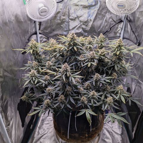 Tastebudz Forbidden Fruitz growlog timeline photo