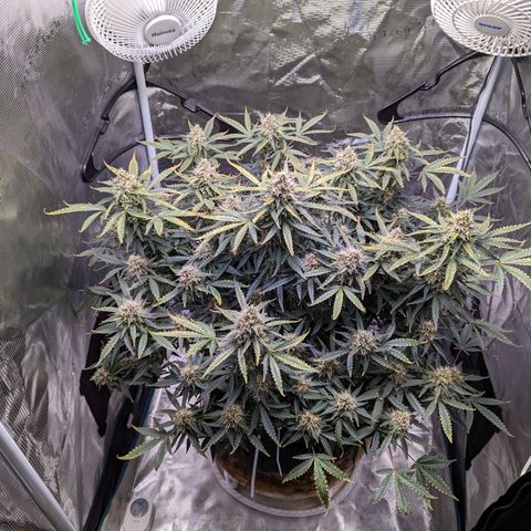 Tastebudz Forbidden Fruitz growlog timeline photo