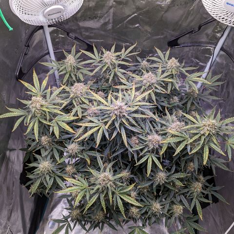 Tastebudz Forbidden Fruitz growlog timeline photo