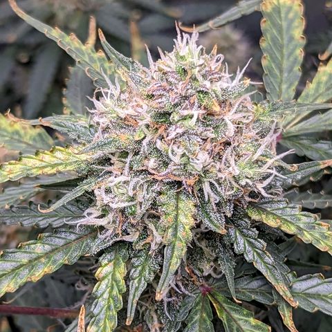 Tastebudz Forbidden Fruitz growlog timeline photo