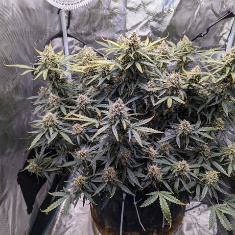 Tastebudz Forbidden Fruitz growlog timeline photo