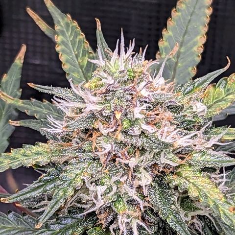 Tastebudz Forbidden Fruitz growlog timeline photo