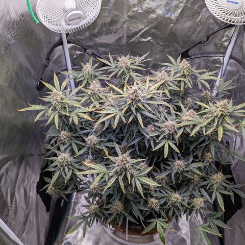 Tastebudz Forbidden Fruitz growlog timeline photo