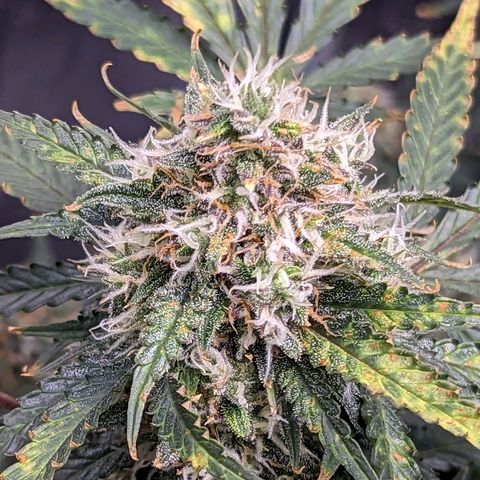 Tastebudz Forbidden Fruitz growlog timeline photo