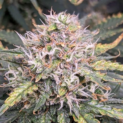 Tastebudz Forbidden Fruitz growlog timeline photo