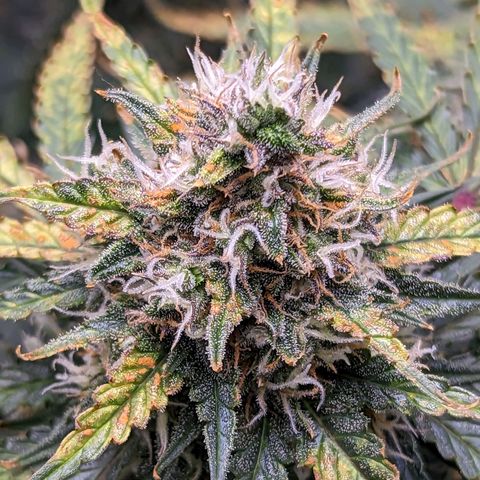 Tastebudz Forbidden Fruitz growlog timeline photo