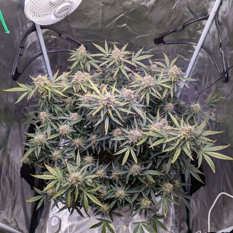 Tastebudz Forbidden Fruitz growlog timeline photo