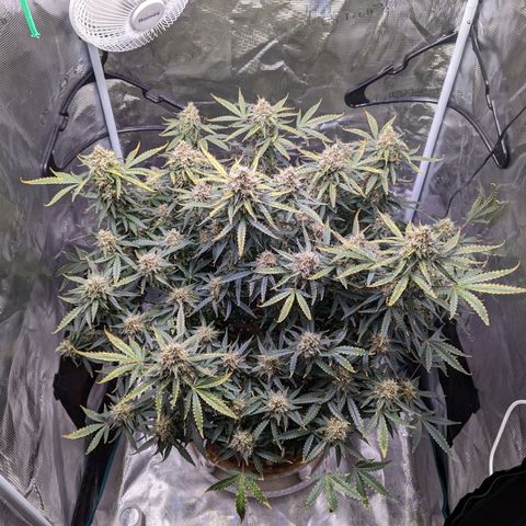 Tastebudz Forbidden Fruitz growlog timeline photo