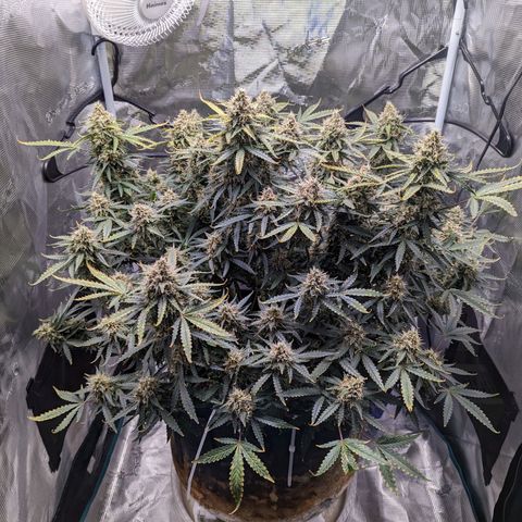 Tastebudz Forbidden Fruitz growlog timeline photo