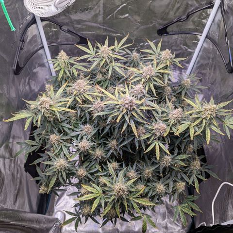 Tastebudz Forbidden Fruitz growlog timeline photo