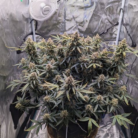Tastebudz Forbidden Fruitz growlog timeline photo