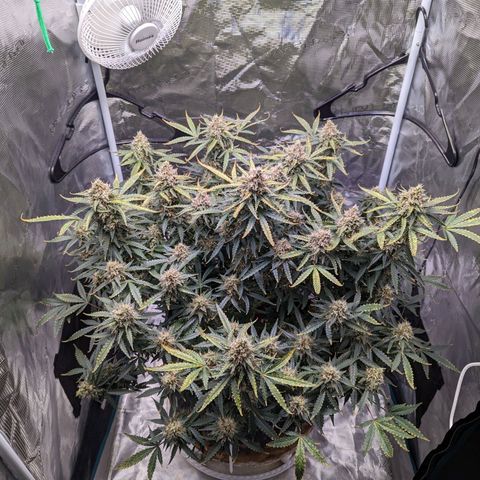 Tastebudz Forbidden Fruitz growlog timeline photo
