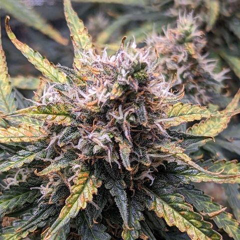 Tastebudz Forbidden Fruitz growlog timeline photo