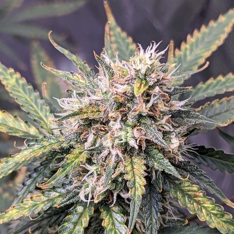 Tastebudz Forbidden Fruitz growlog timeline photo