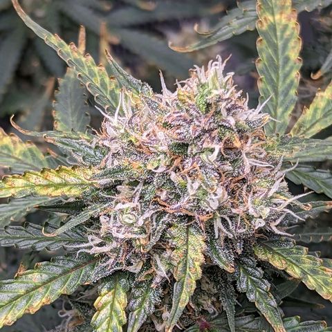 Tastebudz Forbidden Fruitz growlog timeline photo