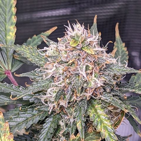 Tastebudz Forbidden Fruitz growlog timeline photo
