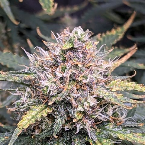 Tastebudz Forbidden Fruitz growlog timeline photo