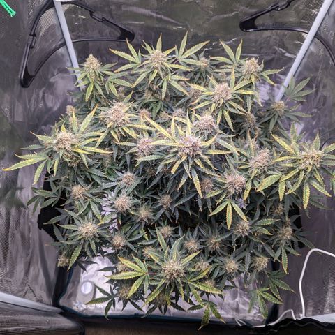 Tastebudz Forbidden Fruitz growlog timeline photo